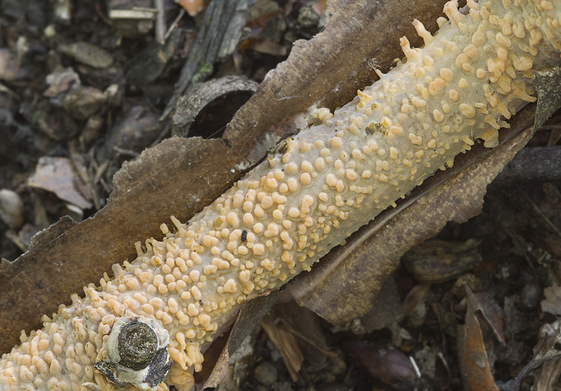 Peniophora laeta